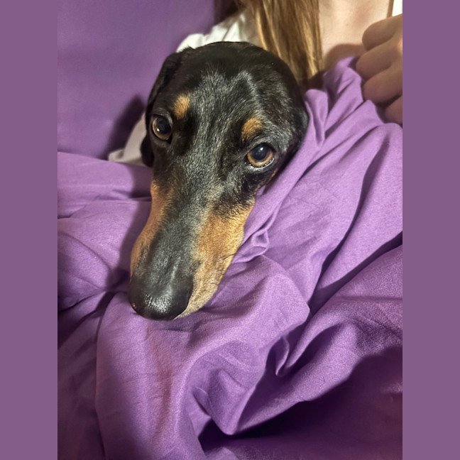 Photo of Dash (Mr Sausage)