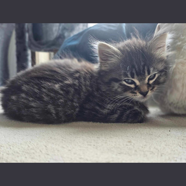 Photo of Poppy