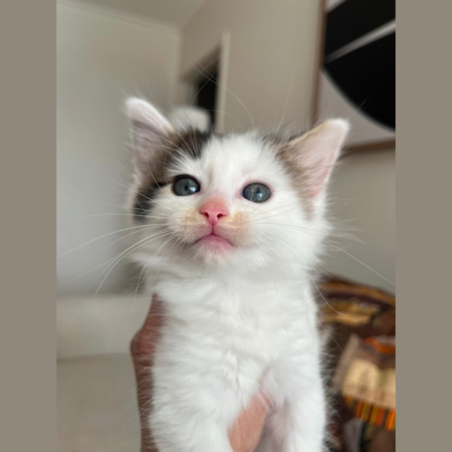 Photo of Albie