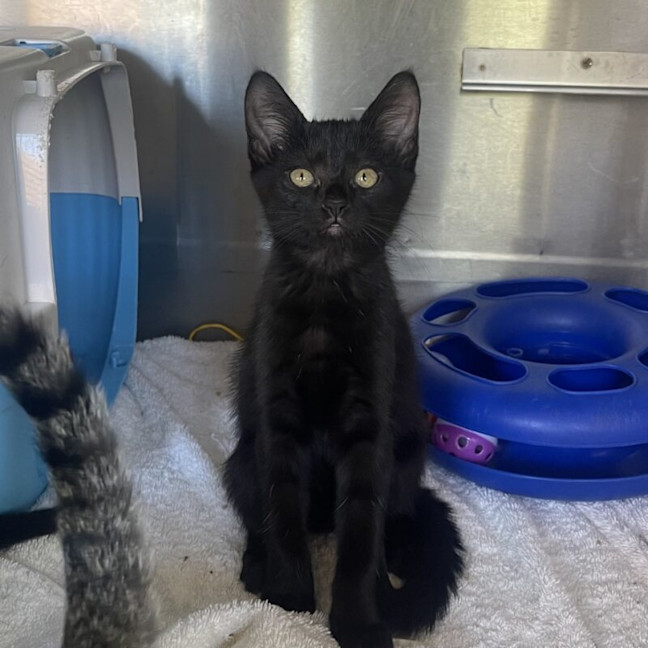 Photo of Tulip