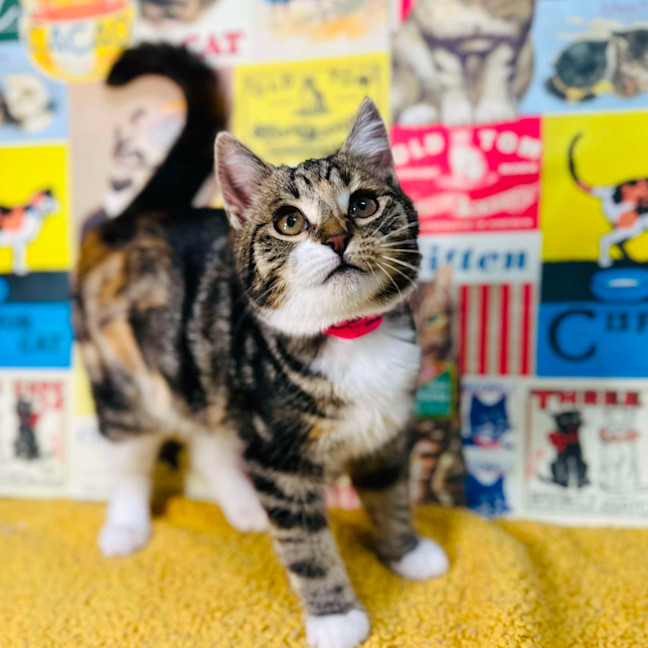 Photo of Strawberry   Located In Preston 