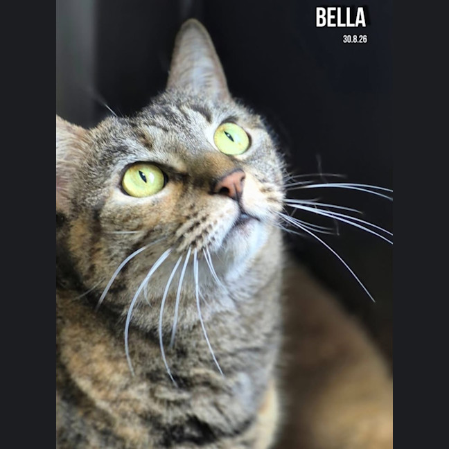 Photo of Bella