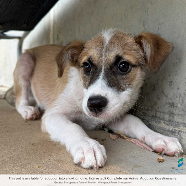 Photo of Bandit