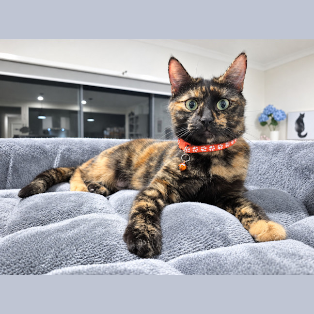 Photo of Willow