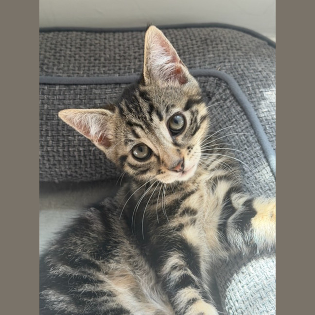 Photo of Fig 🐾