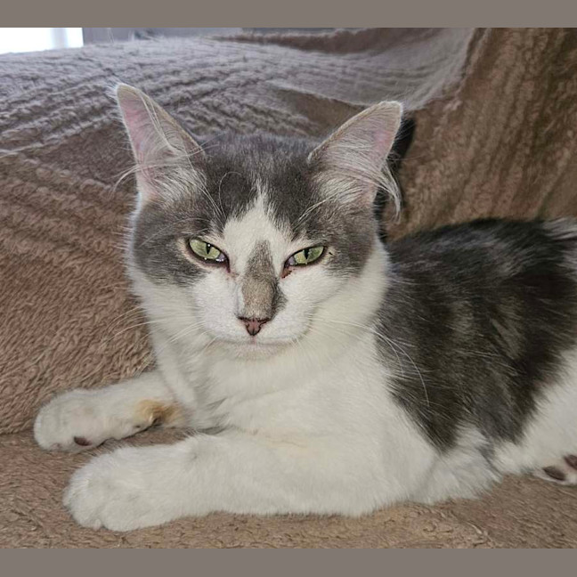 Photo of Aydin**2nd Chance Cat Rescue**