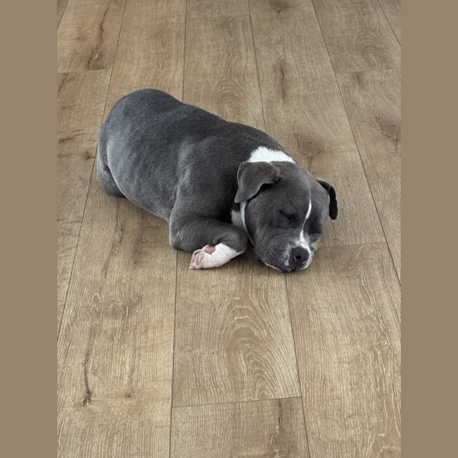 Photo of Tikki