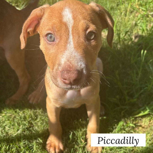 Photo of 🏘️ English Streets Litter (Part 1) 🏘️