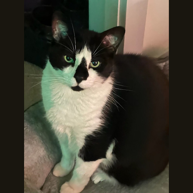 Photo of Ariki* 9 Lives Project Rescue*