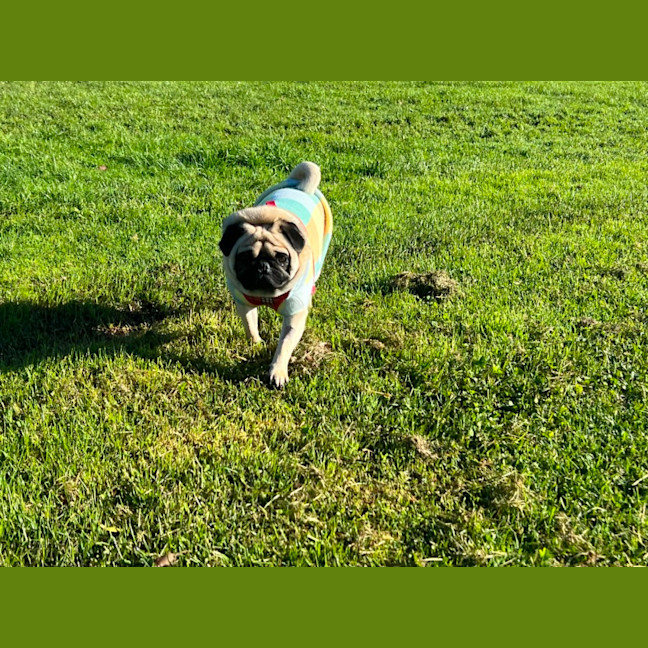 Photo of Romeo