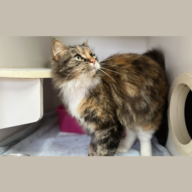 Photo of Nala
