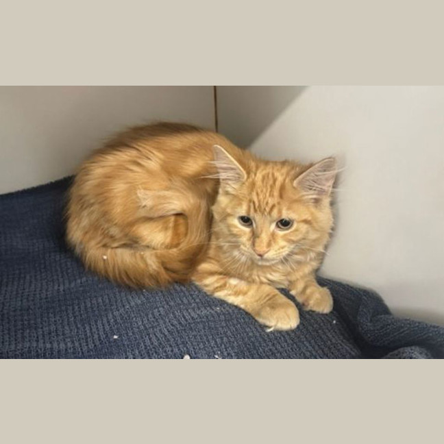 Photo of Ginge