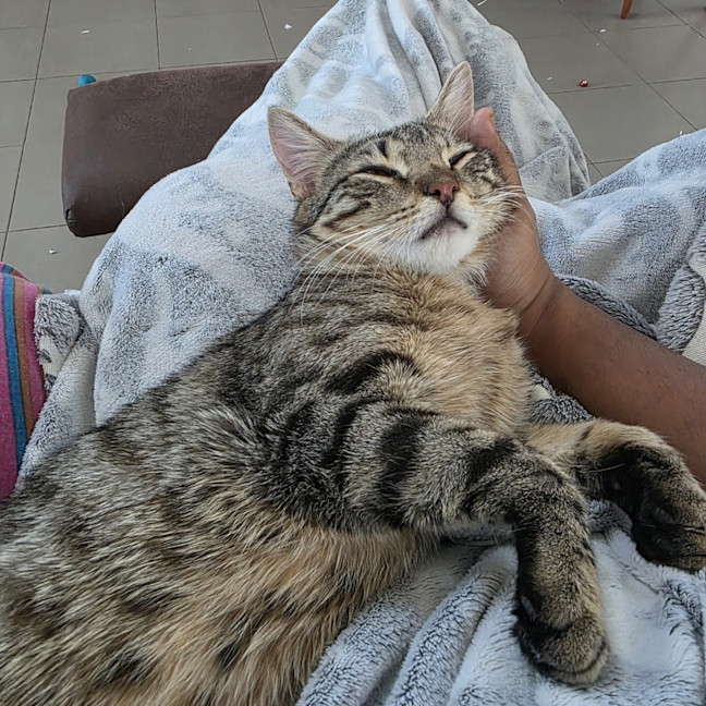Photo of Chilli