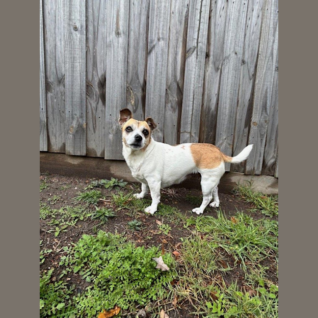 Photo of Shadow Quinell