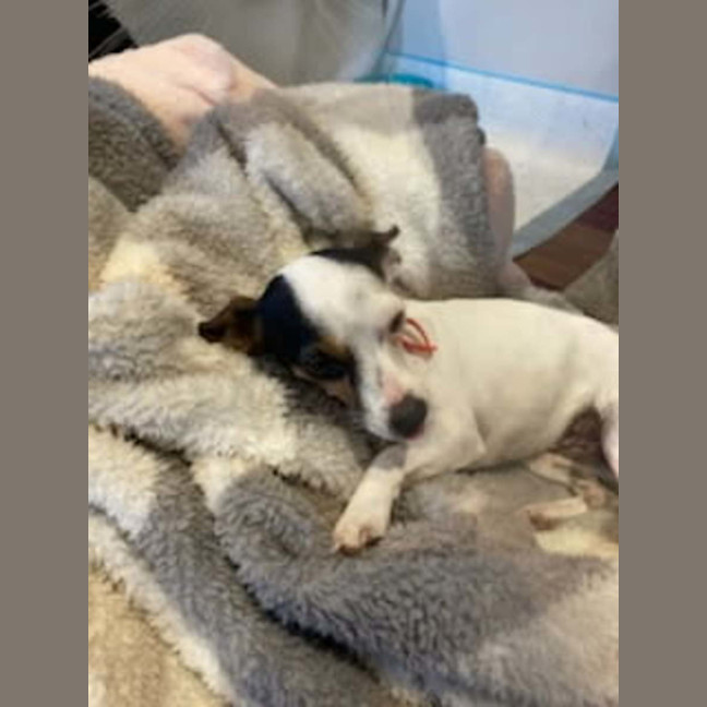 Photo of Rat And Mouse