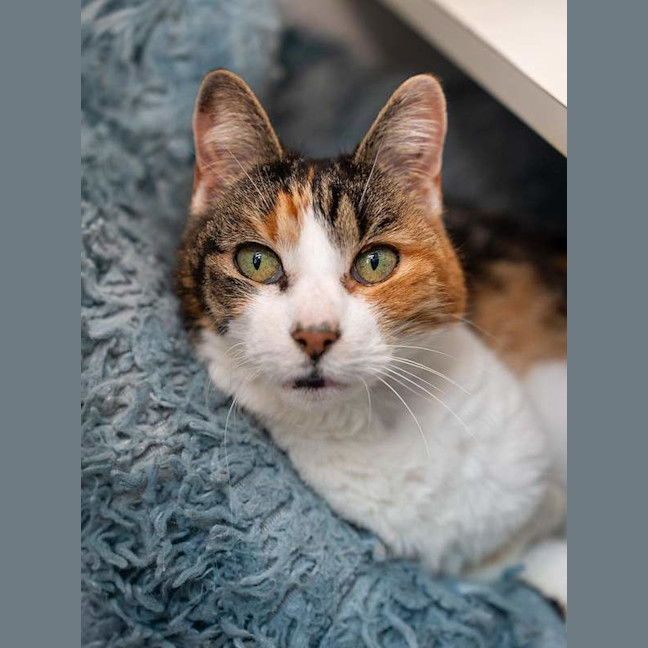 Photo of Pixel