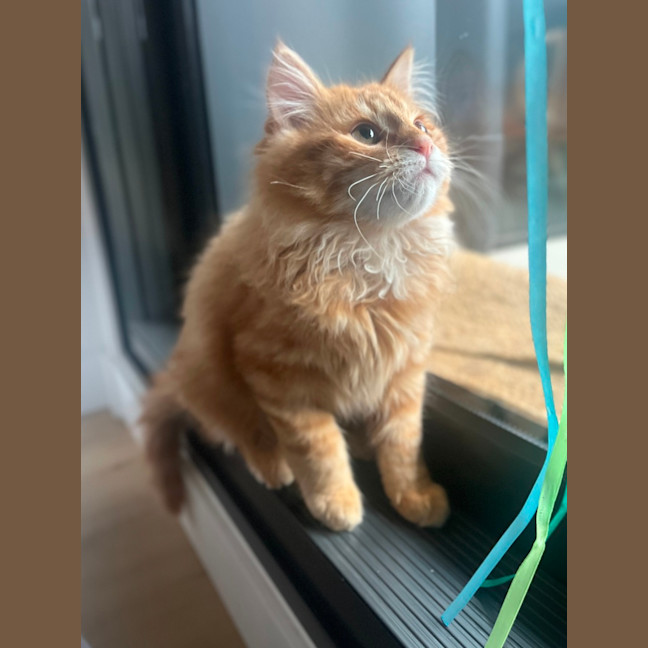 Photo of Sam   Located In Kensington