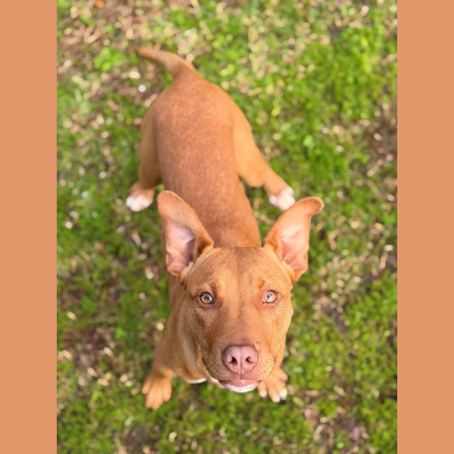 Photo of Teddy