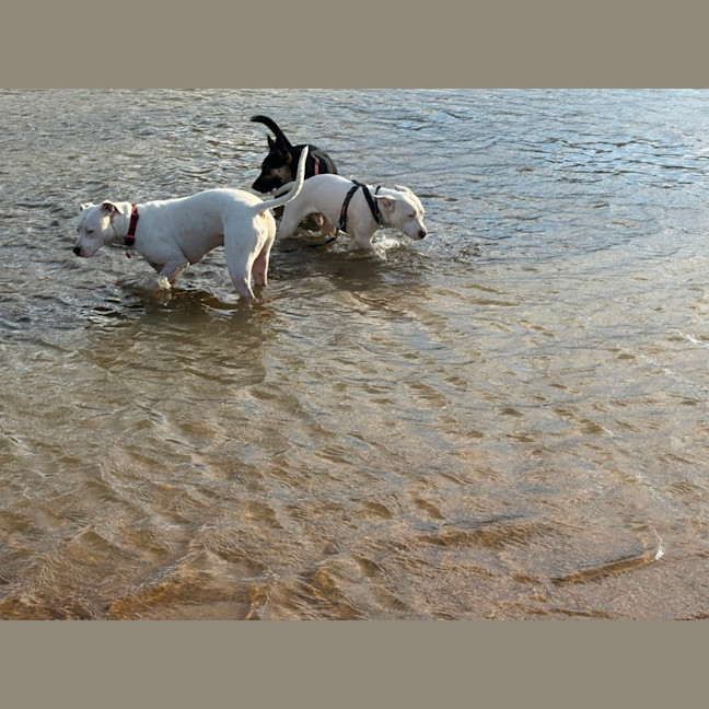 Photo of Ollie