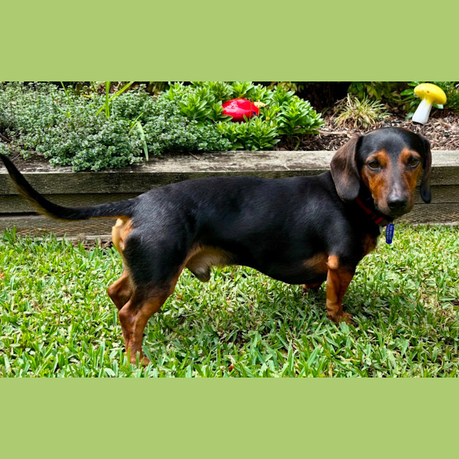 Photo of Hendrix   4 Year Old Dachshund 