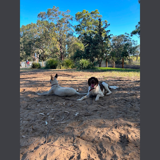 Photo of 🌶️ Chilli Heeler 🌶️