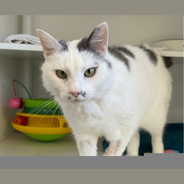 Photo of Casper