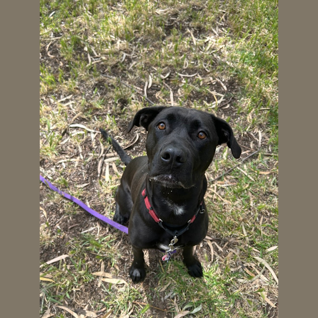 Photo of Taffy