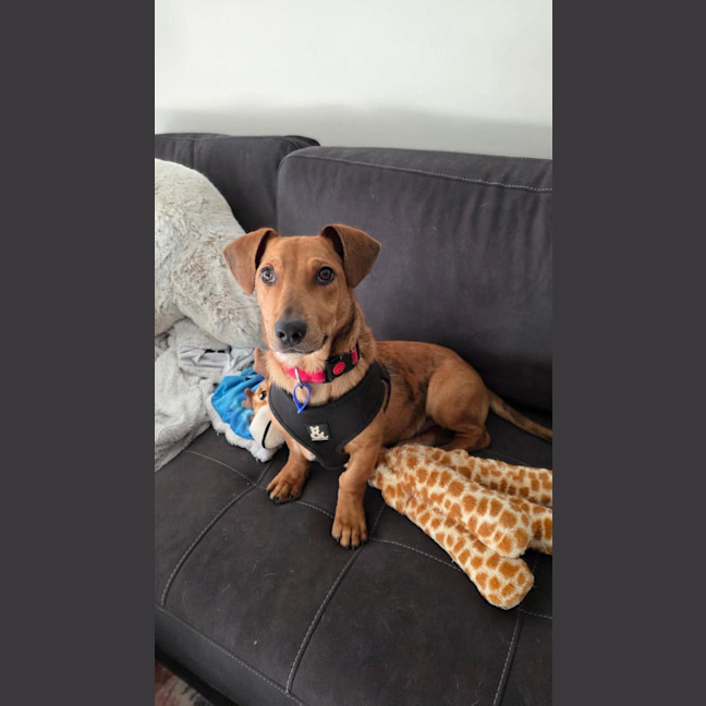 Photo of Stumpy   8 Month Old Dachshund X