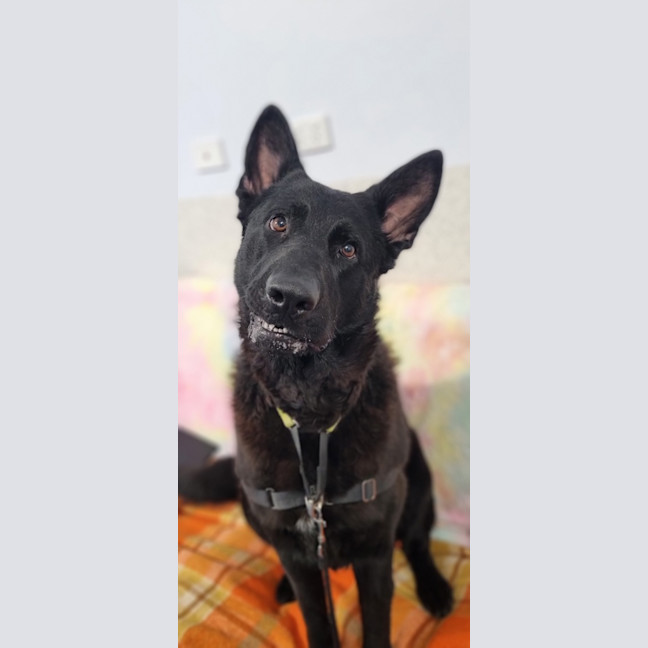 Photo of Ebony