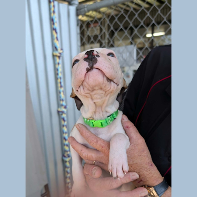 Photo of Buster