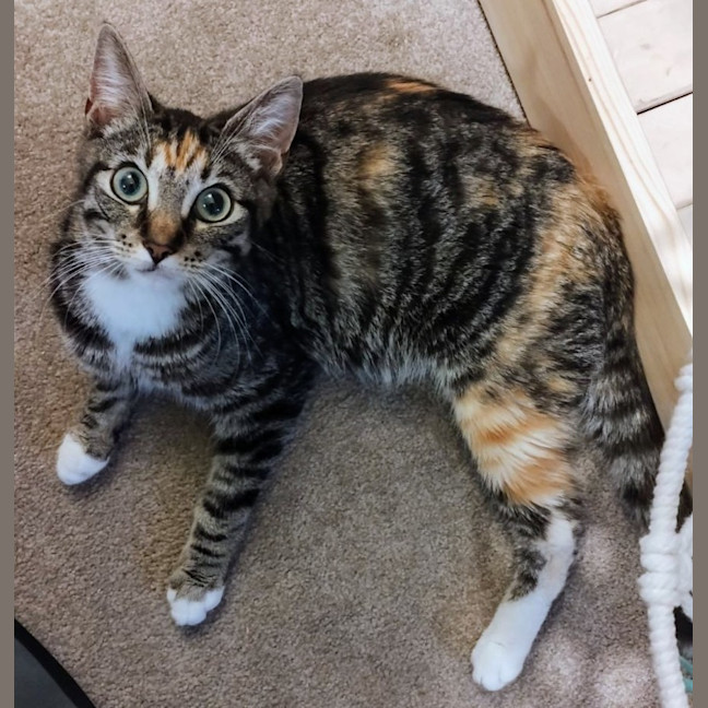 Photo of Minnie   Now At Pe Tquarters Thornton