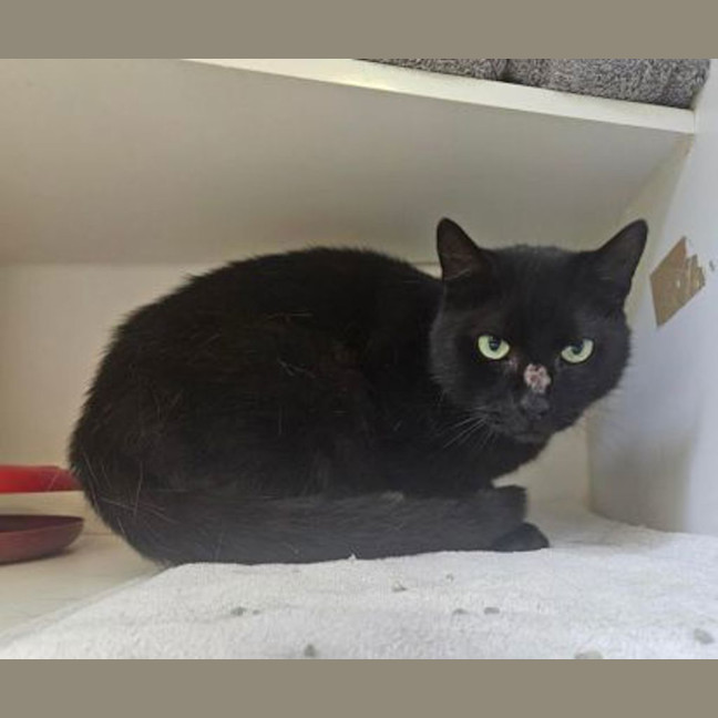 Photo of Choccy Biccie 