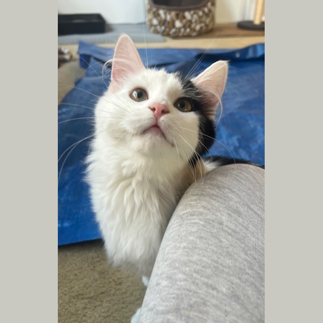 Photo of Chickpea