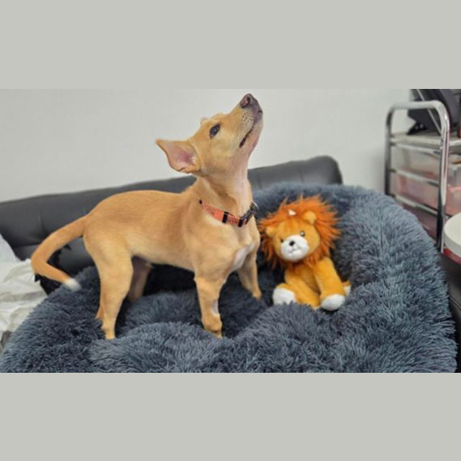 Photo of Comet 