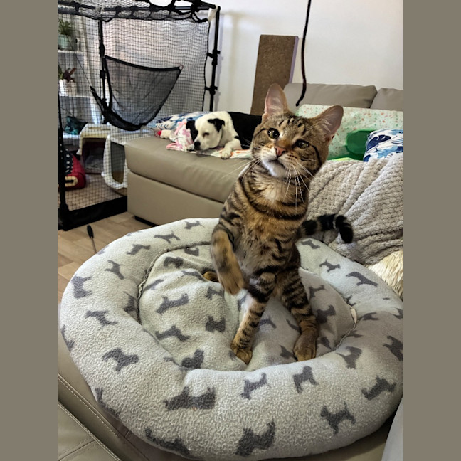 Photo of Oscar