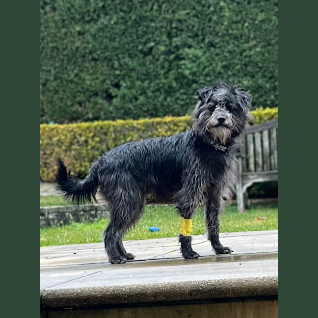 Photo of Jack (Aka Jack Sparrow)