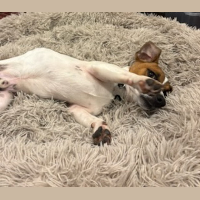 Photo of Pickles