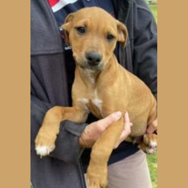 Photo of Teddy ~ Staffy X Beagle Puppy