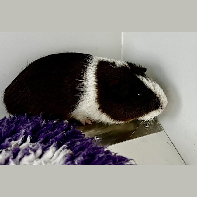Photo of Mac K (Bonded To Craig)