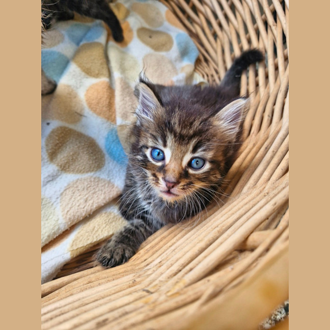 Photo of Echidna (Kid)