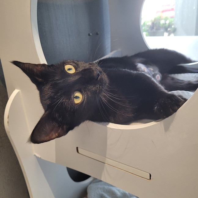 Photo of Raven
