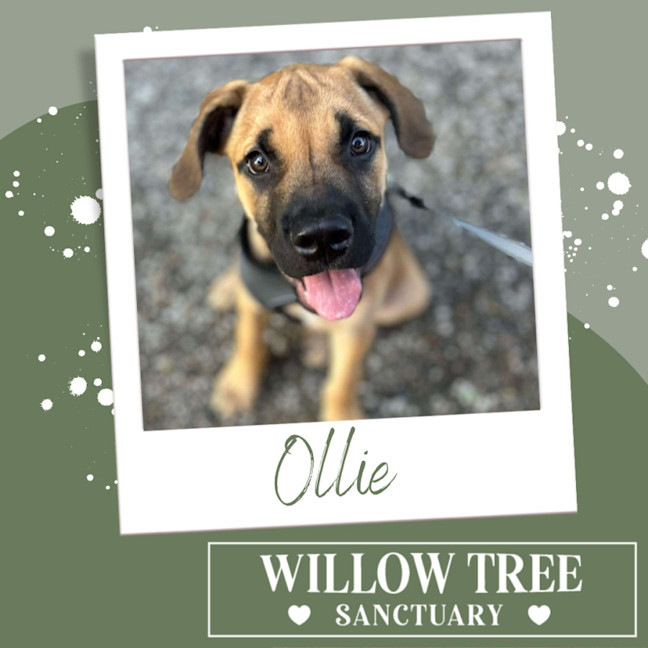 Photo of Ollie