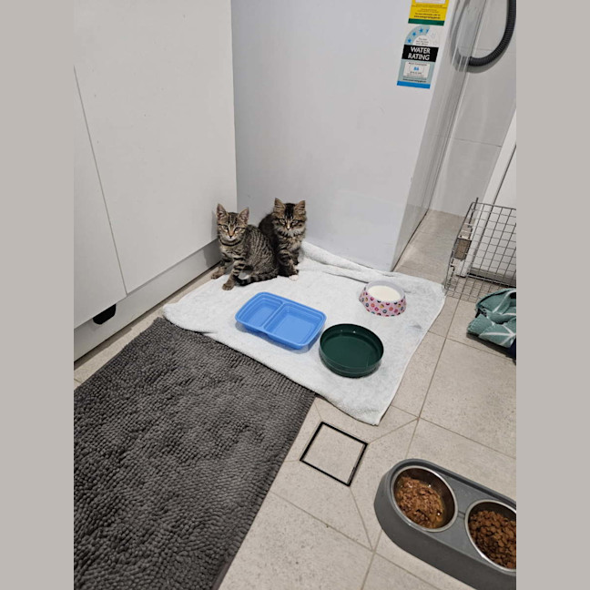 Photo of Sylvie & Sebastian 🐱🐱 Kittens