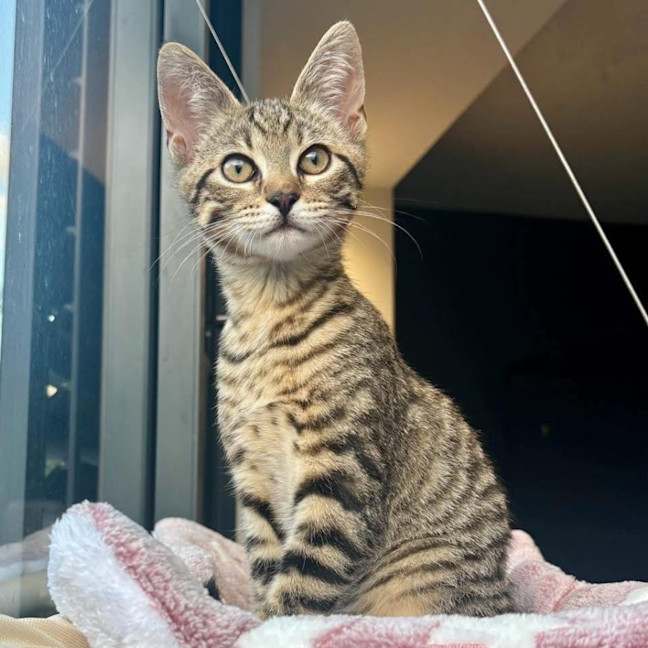 Photo of 12469   Bean