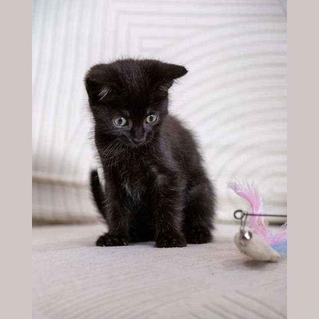 Photo of Inka