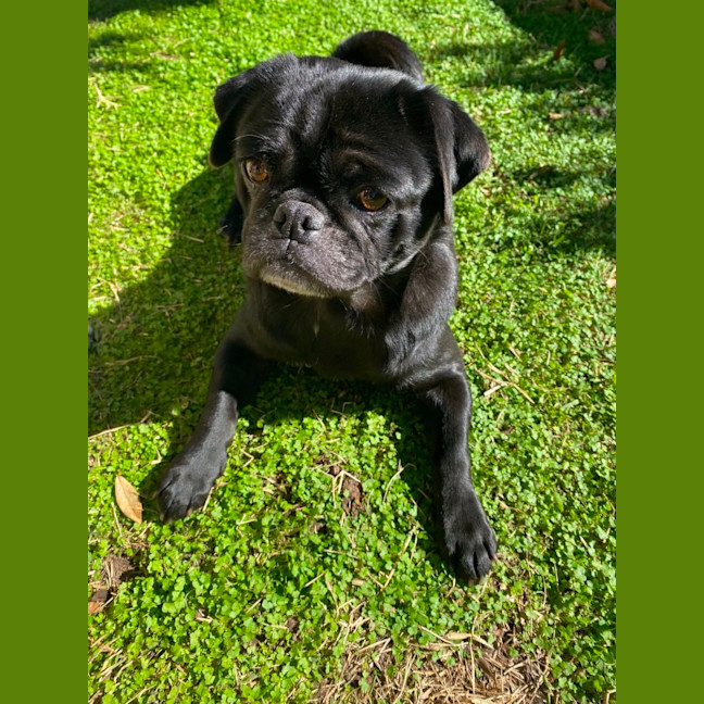 Photo of Dottie 🌸