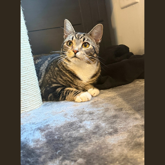 Photo of Sphinx