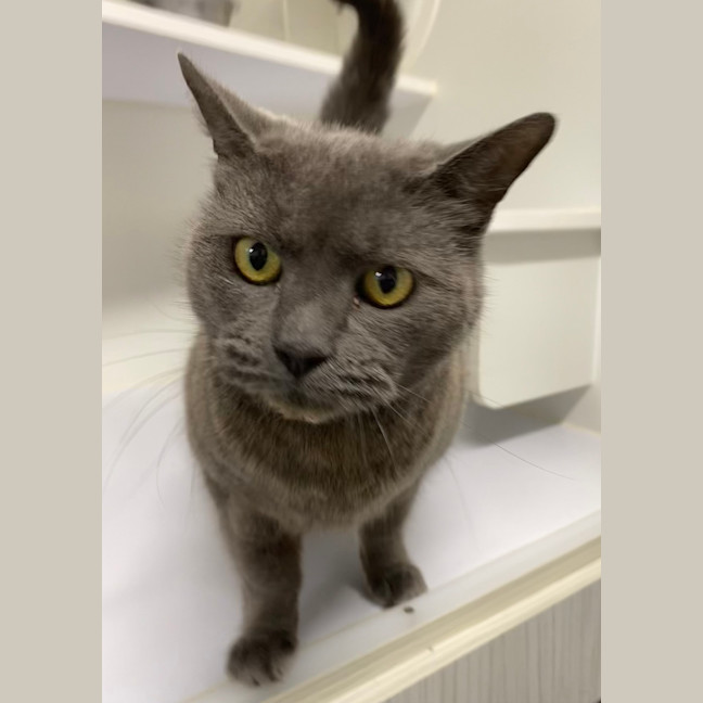 Photo of Pickle
