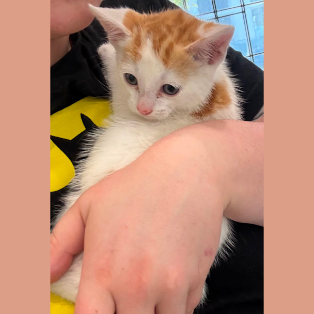 Photo of Bean **2nd Chance Cat Rescue**