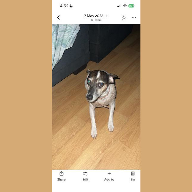 Photo of Dixie